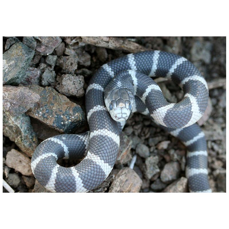 Sarpele Regal de California - imagine 5